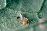 MightyBug - Any Aphid Killer