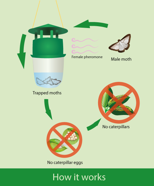 Diagram depicting the prevented cycle of a moth, now stopped by the required trap.