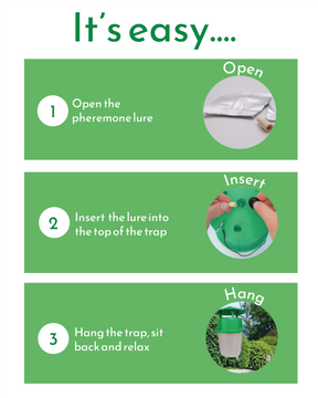 Graphic step-by-step illustration of how to use a box tree moth trap.