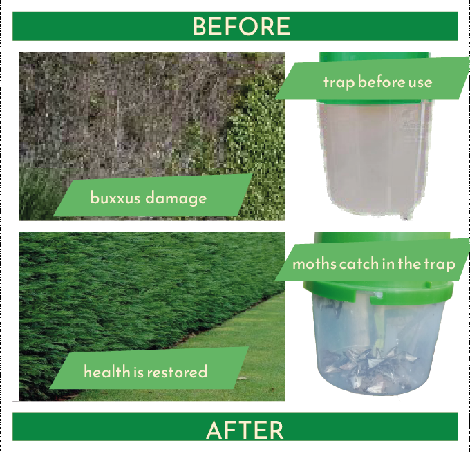 Diagram including timescale photos of the box tree moth pheromone usage. One is before use, and one is after use.