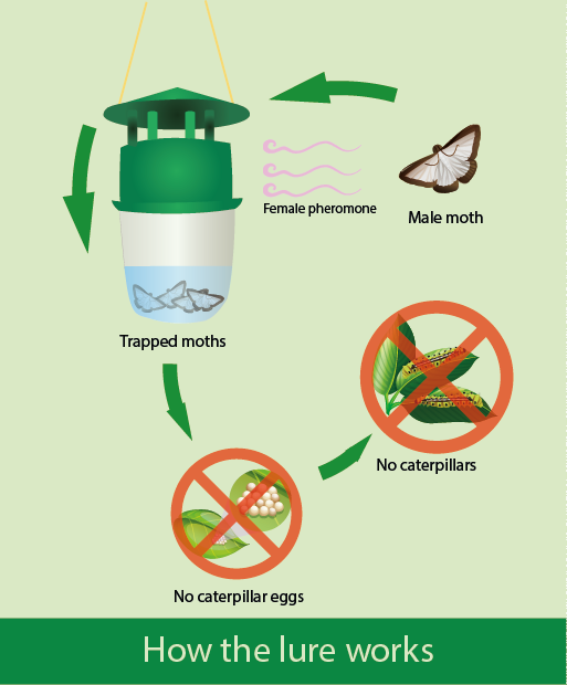Diagram of the prevented cycle of a box tree moth thanks to the pheromone trap intrusion.