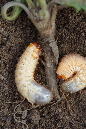 MightyNem® Chafer Grub Killer - Main Image