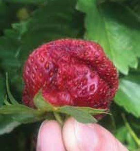 Photo of a strawberry affected by Spotted Wing Drosophila, as seen by its 'collapsed' appearance.