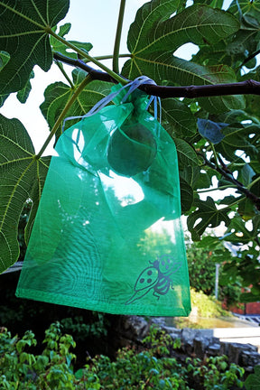 Photo of a fruit protection bag. It is placed over a piece of fruit hanging from a branch to protect it from birds and insects.
