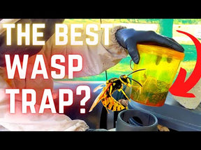 Wasp Trap (2 traps)