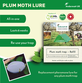 Graphic of plum moth trap information.