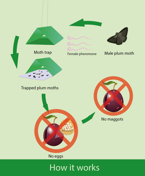 Diagram of the prevented lifecycle of a plum moth, now prevented due to the lure and trap.