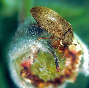 Photo of raspberry beetle.