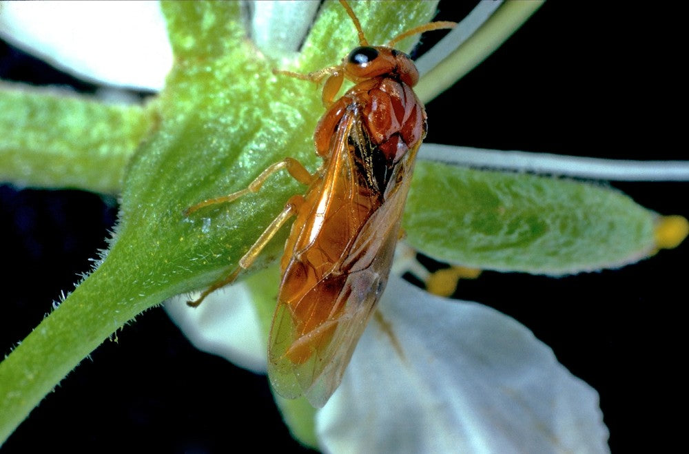 Photo of sawfly on a blossom.
