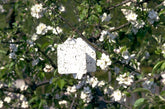 Photo of Rebell White Trap hanging and blending in with tree blossoms.