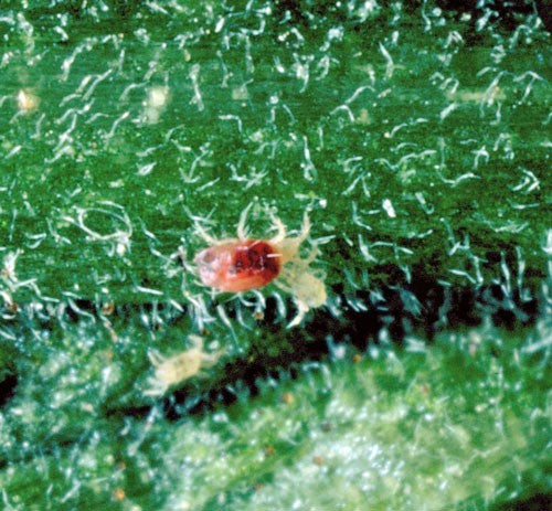 MightyBug - Phytoseiulus Spider Mite Killer