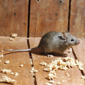Photo of a mouse.
