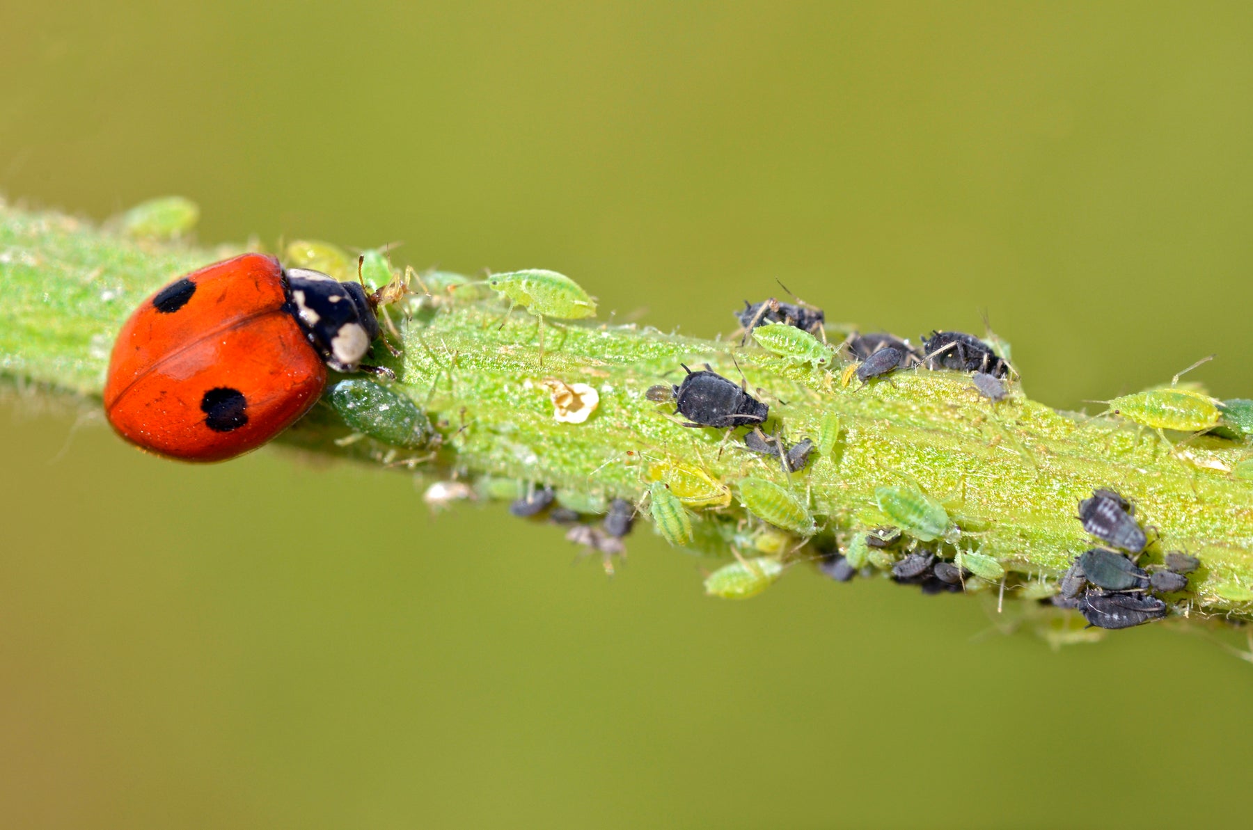 MightyBug - Ladybird Adults